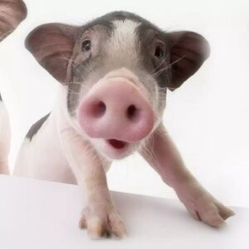 專(zhuān)注把2000萬(wàn)頭豬聯(lián)上網(wǎng)，他如何打造畜牧業(yè)獨(dú)角獸