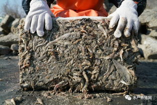 水產(chǎn)養(yǎng)殖擴(kuò)張與漁業(yè)資源枯竭 近海困境與飼料銷(xiāo)售的雙重挑戰(zhàn)