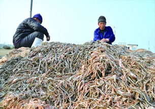 瑯琊灣海龍漁汛背后的代價 動物界“超級奶爸”的生存危機與畜牧漁業飼料市場的生態反思