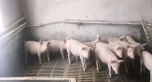 畜牧部門多措并舉應對暴雪 備足飼料、強化防寒，保障畜牧漁業平穩運行