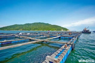 廣東珠海發布水產養殖臺風災后恢復生產技術措施要點，助力畜牧漁業飼料銷售與產業復蘇