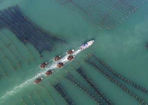 海洋蔬菜 畜牧漁業(yè)飼料領(lǐng)域的綠色新秀