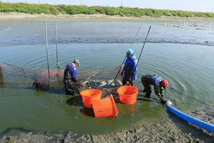 2019臺(tái)灣專業(yè)漁畜技術(shù)展 精準(zhǔn)布局，掘金上億畜牧漁業(yè)飼料銷售新商機(jī)