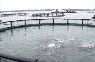 廣東水產(chǎn)養(yǎng)殖新風(fēng)向 7個(gè)新品種與6項(xiàng)新技術(shù)引領(lǐng)行業(yè)熱潮